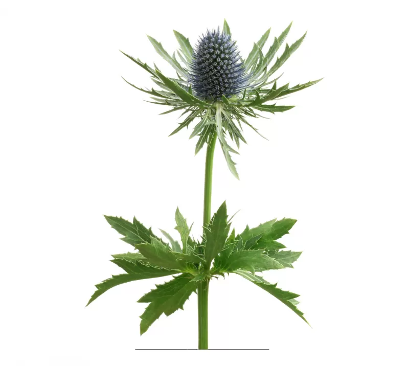 The Quest for Eryngium Questar® Part 2 Marginpar